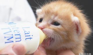 无糖酸奶猫咪可以喝吗 猫能不能喝酸奶